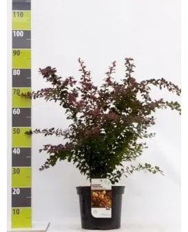 Red barberry for hedge