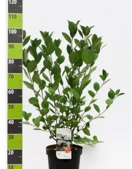 Large-fruited Chokeberry
