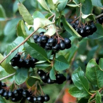 Large-fruited Chokeberry