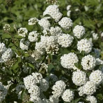 Bridal wreath spirea
