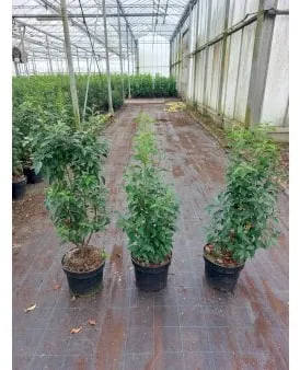 Portuguese laurel