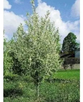 Common Bird Cherry